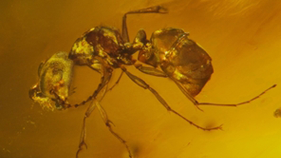 L'origine et l'essor des fourmis