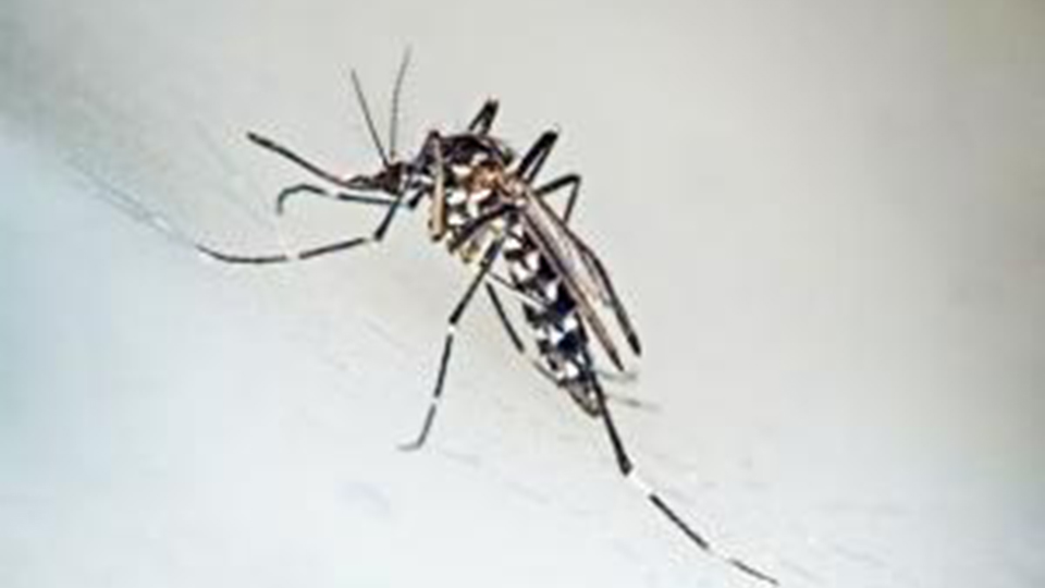 dengue_chikungunya-zika